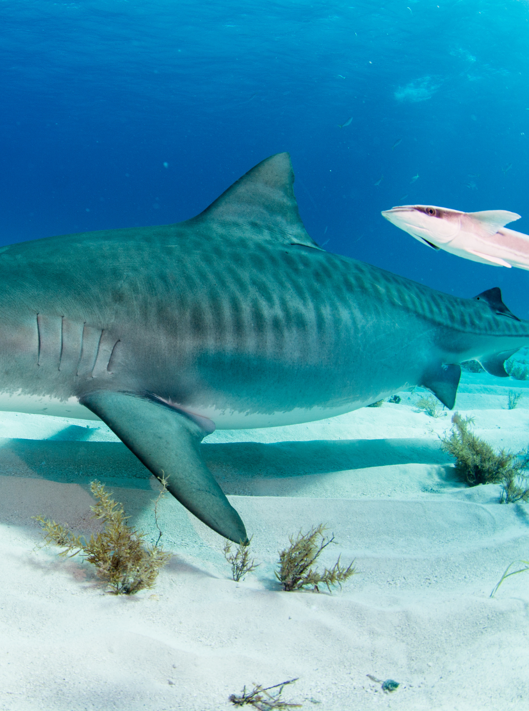 Bikini Piel Tiburón Tigre - Brasileño (Tonos azulados)