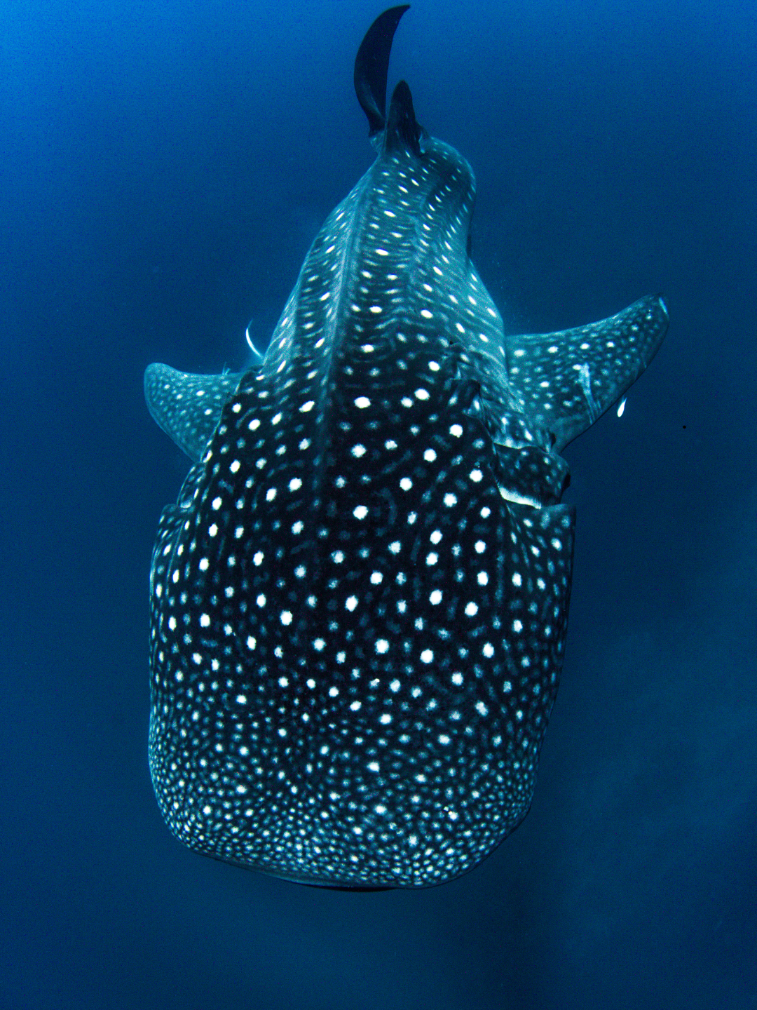 Brazilian Panty - Whale Shark Skin