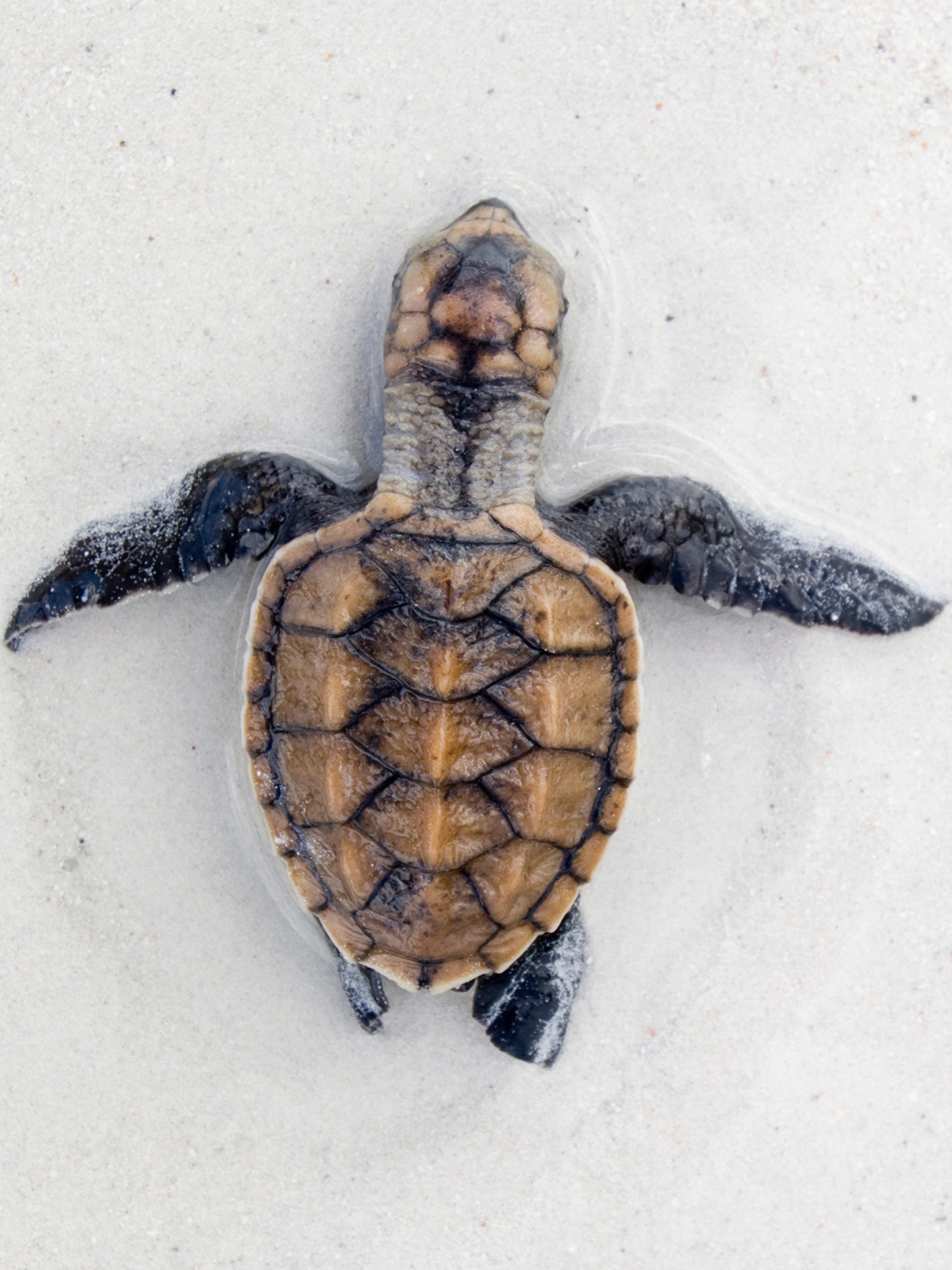Bañador Surf Manga larga Tortuga - Tonos Verdes