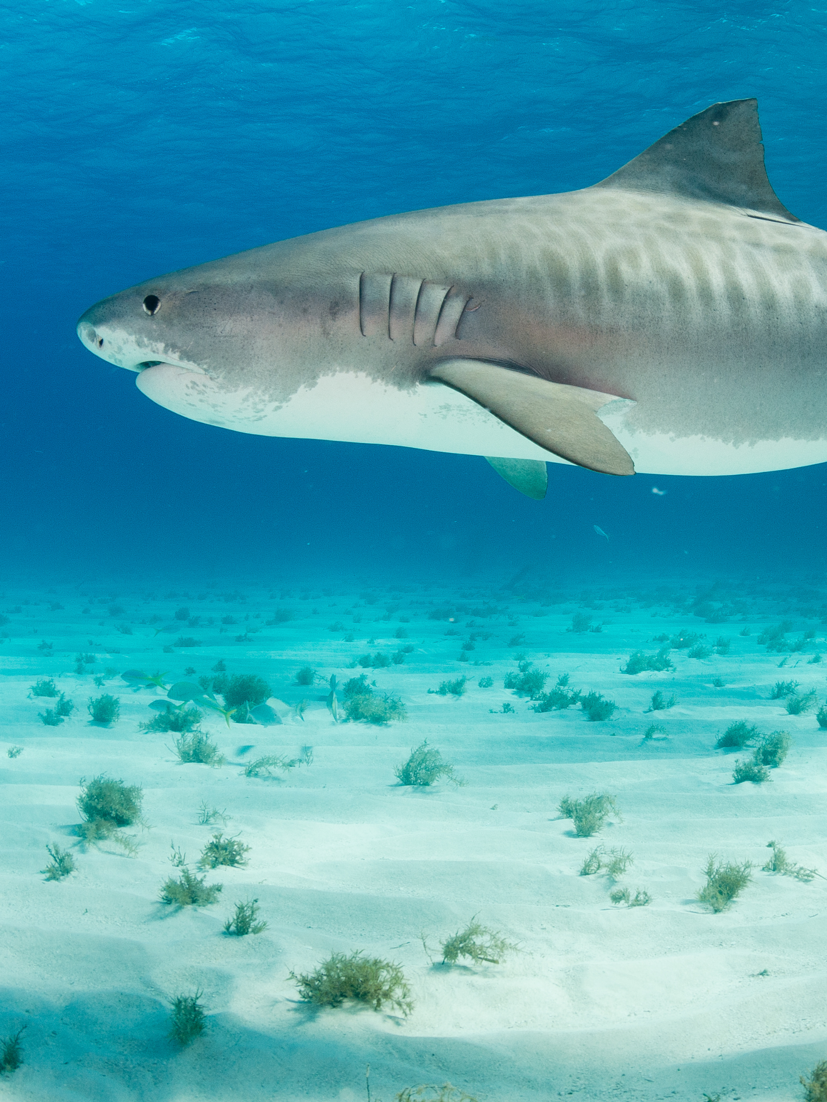 Maillot de bain Surf à Manches Longues Requin Tigre - Tons Turquoises