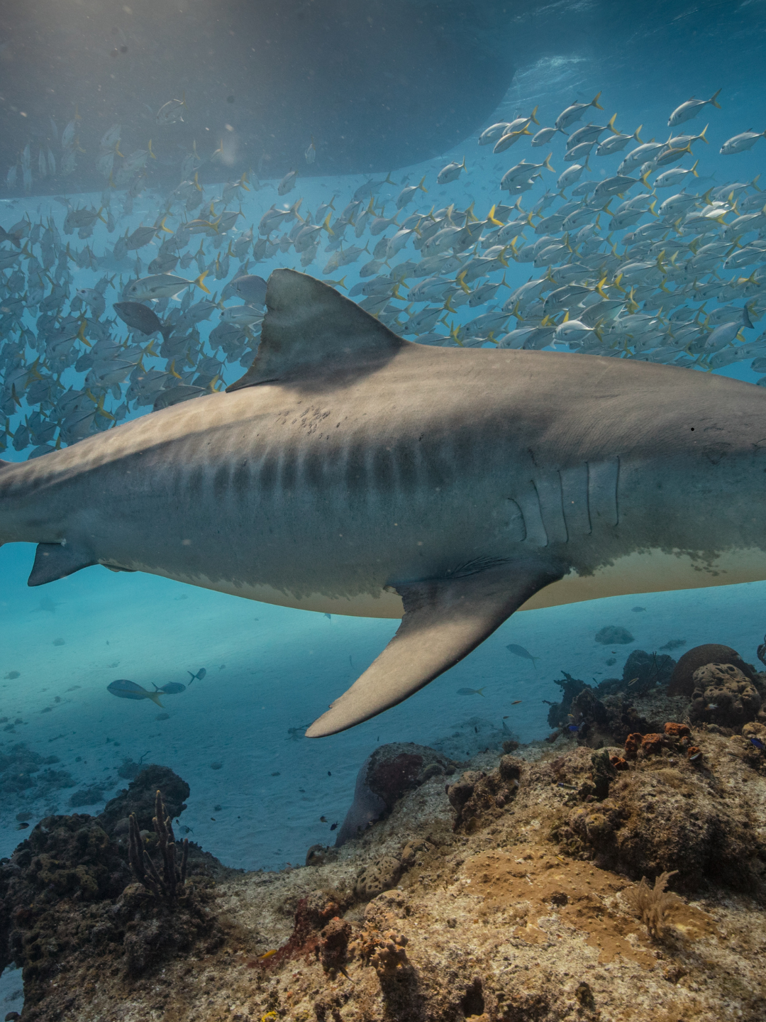 Brazilian Panty - Tiger Shark Skin (Greyish Tones)