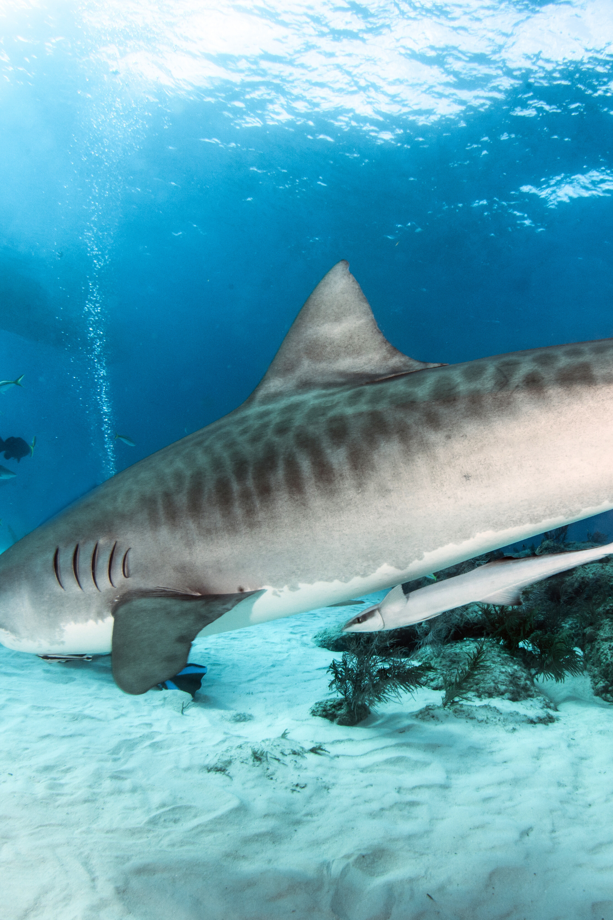 Bañador Surf Manga larga Tiburón Tigre - Tonos Grisáceos