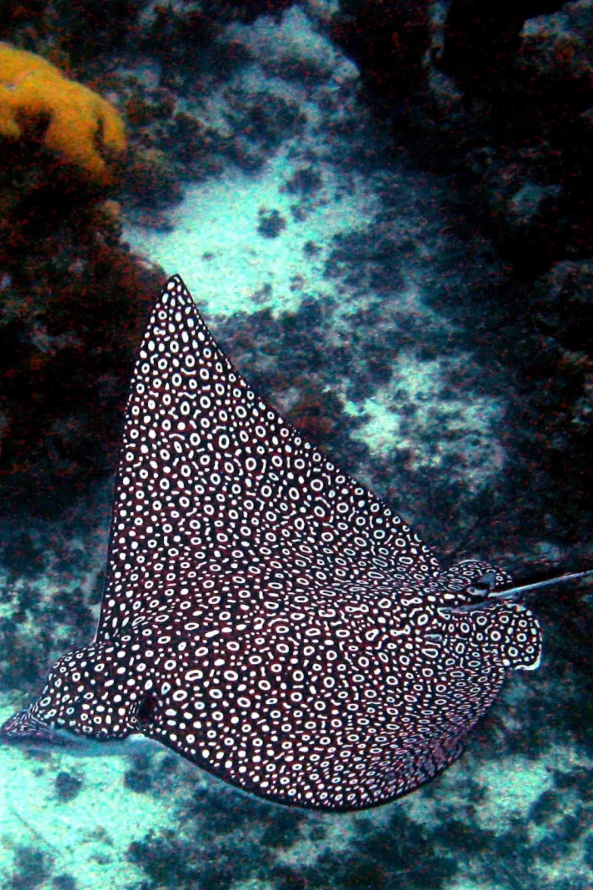 Bañador Surf Manga Larga Raya Águila